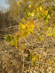 Populus fremontii