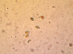 Cortinarius cinnamomeus