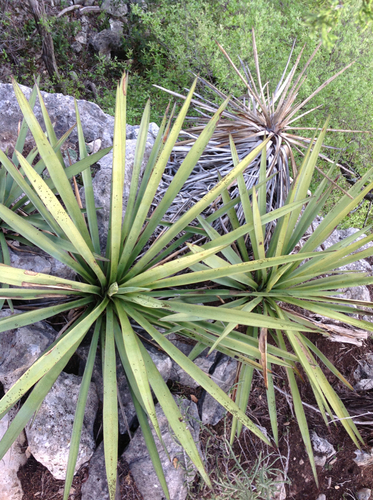 Yucca treculiana