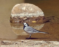 Motacilla alba