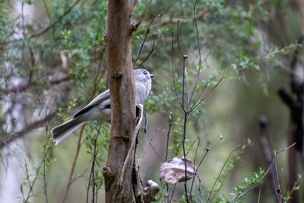 Golden Whistler from Jumping Creek Reserve Picnic Ground, Warrandyte
