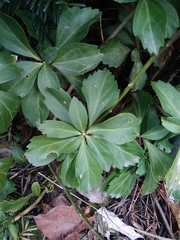 Pachysandra