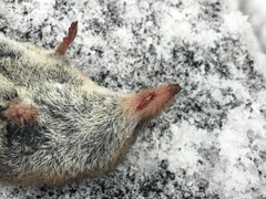 Sorex cinereus