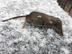 Sorex cinereus