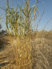 Arundo donax