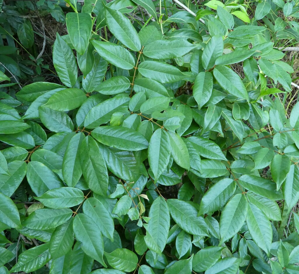 Millettia dinklagei