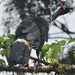 Horned Guan - Photo (c) jorgeglezleon, some rights reserved (CC BY-NC)