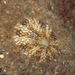 Freckled Limpet - Photo (c) Abhishek Jamalabad, some rights reserved (CC BY-NC-SA), uploaded by Abhishek Jamalabad