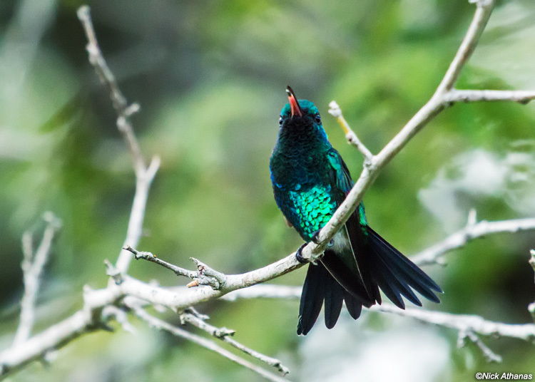Shining-Green Hummingbird