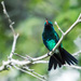 Shining-green Hummingbird - Photo (c) Nick Athanas, some rights reserved (CC BY-NC-SA)