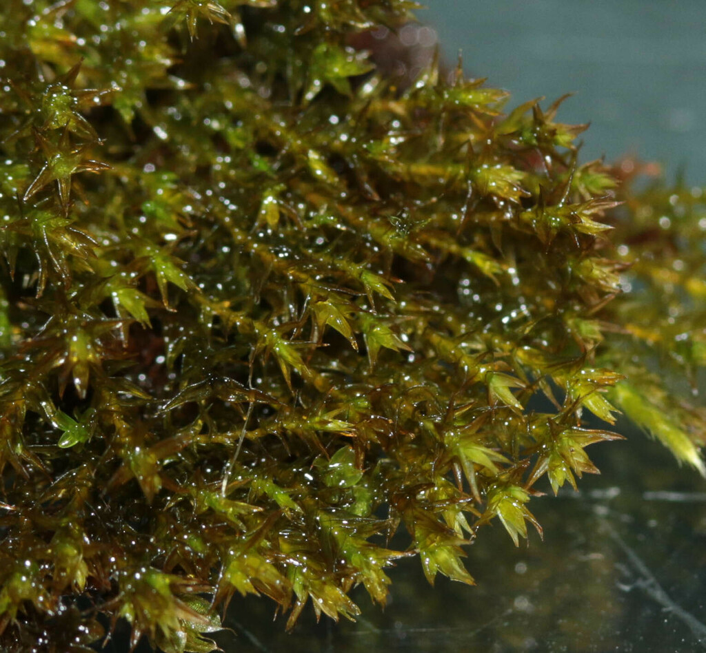 Pointed Beard-moss