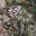 Graham's Rockcress - Photo (c) Mark Olivier, some rights reserved (CC BY-NC), uploaded by Mark Olivier