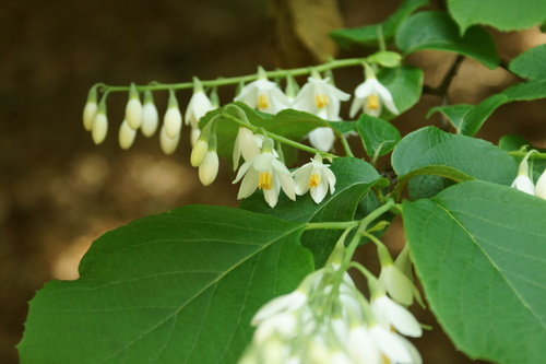 Styrax obassia Siebold & Zucc.