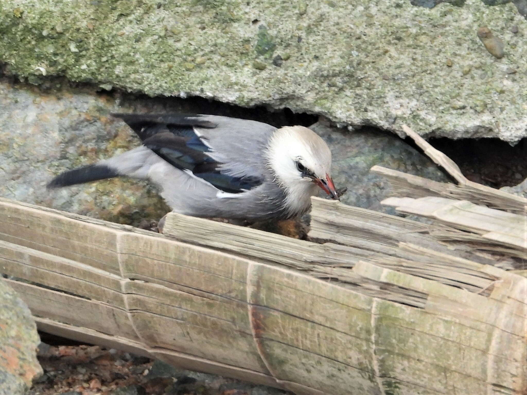 Red-billed Starling