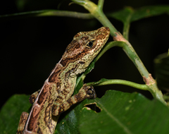 Anolis aequatorialis