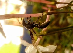 Polybia ignobilis