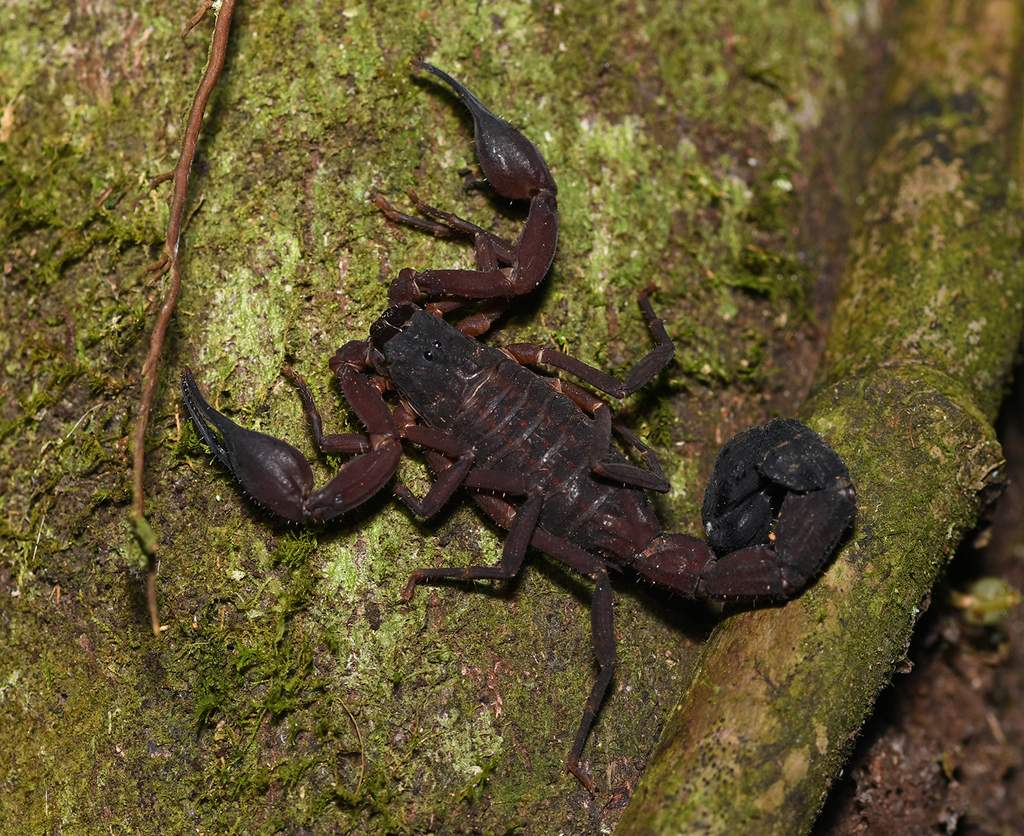 Tityus crassicauda