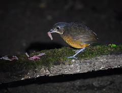 Grallaria guatimalensis