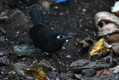 Hafferia zeledoni