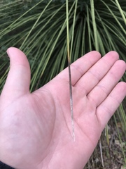 Dasylirion longissimum