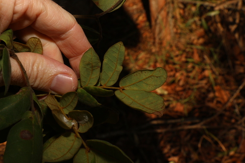 Image of Archidendron lovelliae by (c) Greg Tasney, some rights reserved (CC BY-SA)