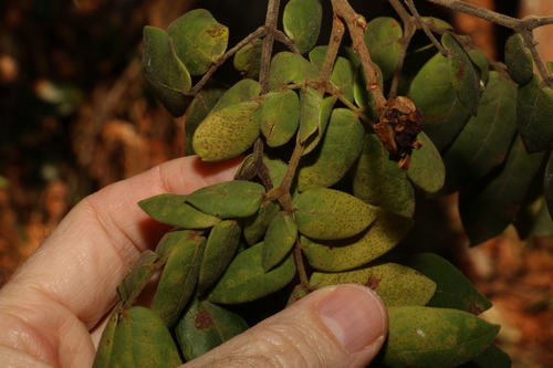 Image of Archidendron lovelliae by (c) Greg Tasney, some rights reserved (CC BY-SA)
