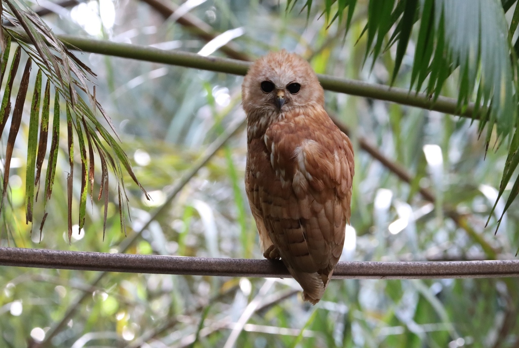 Rufous Fishing-Owl