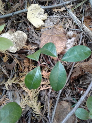 Gaultheria procumbens image