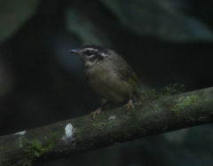 Basileuterus tristriatus