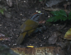 Myiothlypis coronata