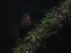 Premnoplex brunnescens