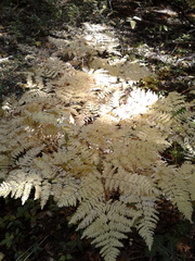 Pteridium aquilinum image