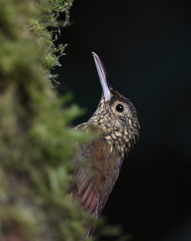 Spotted Woodcreeper