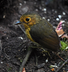 Grallaricula flavirostris