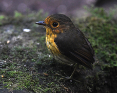 Grallaricula flavirostris