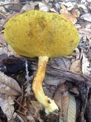 Boletus subtomentosus image
