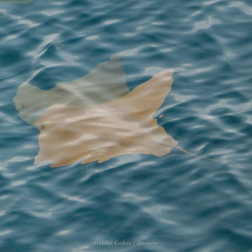 Representative image of Rhinoptera marginata