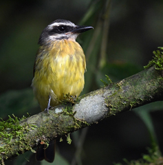 Myiodynastes hemichrysus