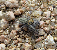 Phidippus pruinosus