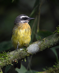Myiodynastes hemichrysus