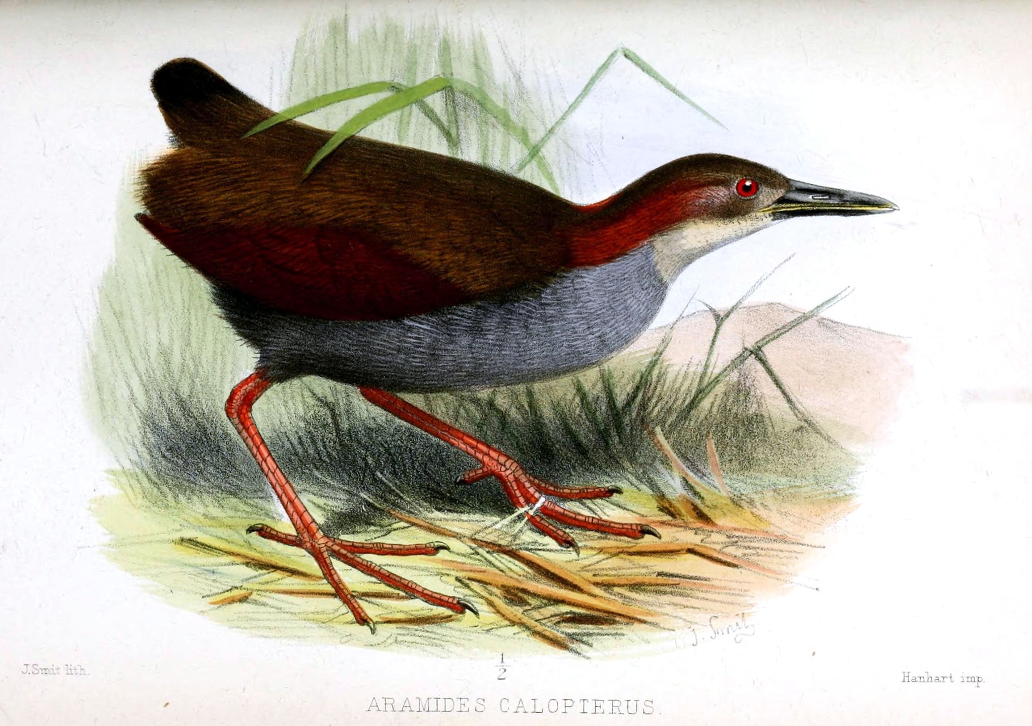 Red-winged Wood-Rail illustration