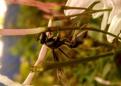 Polybia ignobilis