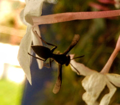 Polybia ignobilis