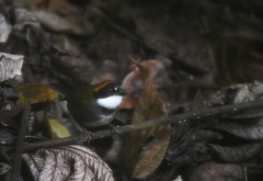 Arremon brunneinucha