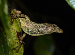 Anolis aequatorialis