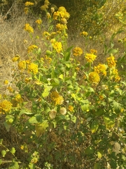 Verbesina encelioides