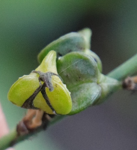 Kuokštinis chlorofitas nuotrauka