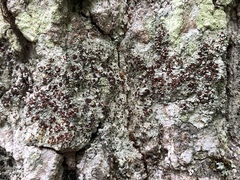 Lecanora cinereofusca