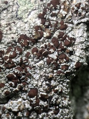 Lecanora cinereofusca
