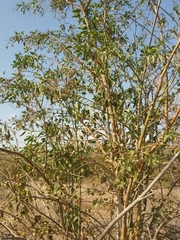 Nicotiana glauca